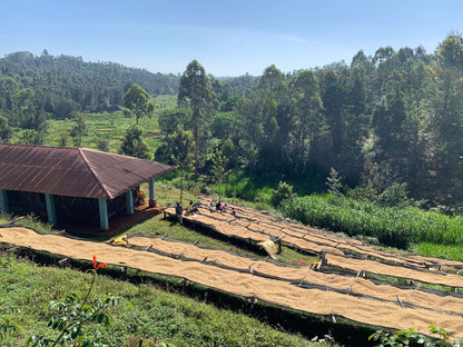 Kenya Gatagua AA
