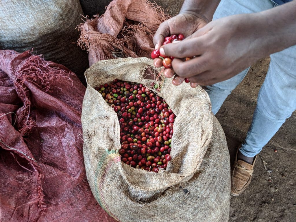 Ethiopia Koke